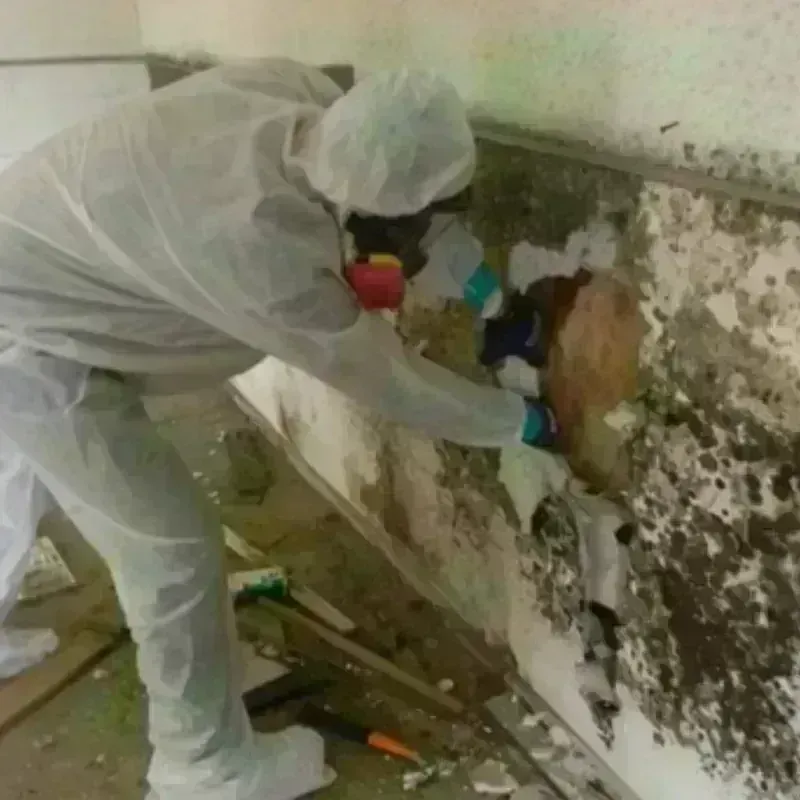 Mold Remediation and Removal in Hamilton Worcester, MA